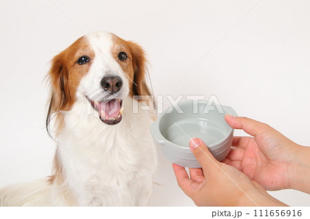 空のフードボールと中型犬 空のフードボールと中型犬 111656916