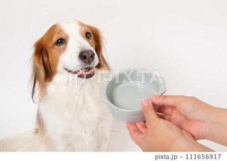 空のフードボールと中型犬 111656917