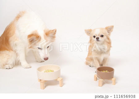 一緒に手作りごはんを食べる中型犬ボーダーコリーと小型犬のチワワ 一緒に手作りごはんを食べる中型犬ボーダーコリーと小型犬のチワワ 111656938