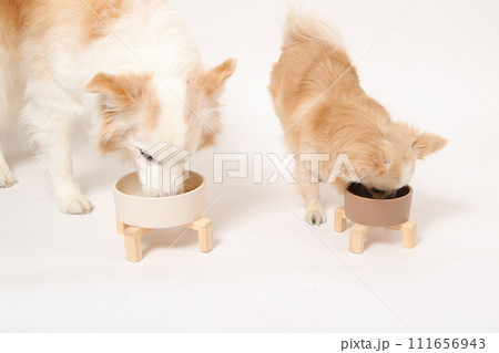 一緒に手作りごはんを食べる中型犬ボーダーコリーと小型犬のチワワ 111656943