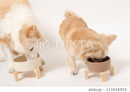 一緒に手作りごはんを食べる中型犬ボーダーコリーと小型犬のチワワ 111656950