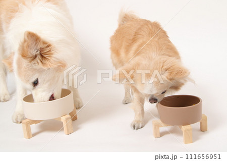 一緒に手作りごはんを食べる中型犬ボーダーコリーと小型犬のチワワ 111656951