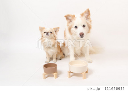 一緒に手作りごはんを食べる中型犬ボーダーコリーと小型犬のチワワ 111656953