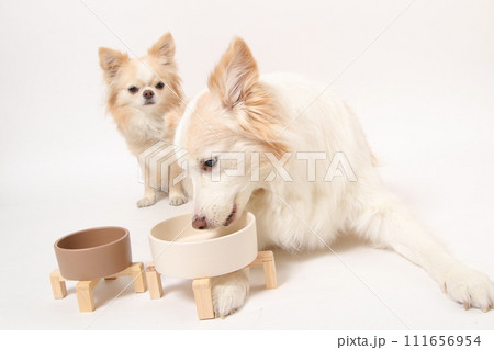 一緒に手作りごはんを食べる中型犬ボーダーコリーと小型犬のチワワ 一緒に手作りごはんを食べる中型犬ボーダーコリーと小型犬のチワワ 111656954