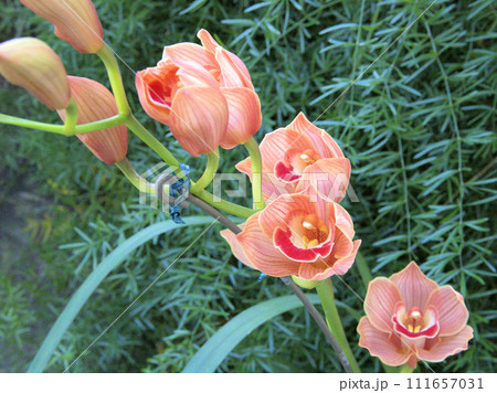 福岡市植物園の温室にあるシンビディウム・インシグネ 福岡県福岡市中央区小笹 福岡市植物園の温室にあるシンビディウム・インシグネ 福岡県福岡市中央区小笹 111657031