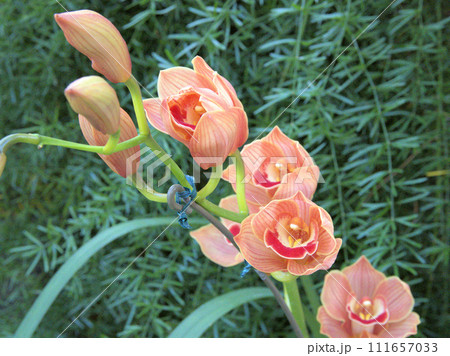 福岡市植物園の温室にあるシンビディウム・インシグネ 福岡県福岡市中央区小笹 福岡市植物園の温室にあるシンビディウム・インシグネ 福岡県福岡市中央区小笹 111657033