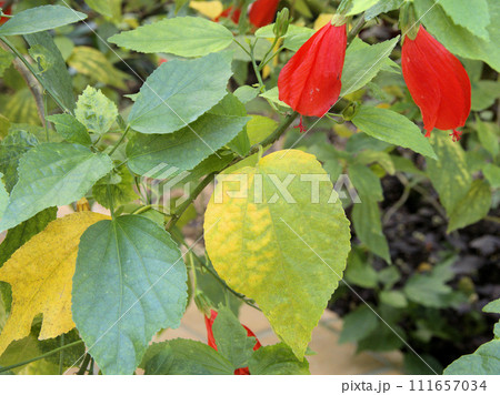 福岡市植物園の温室にあるウナズキヒメフヨウ 福岡県福岡市中央区小笹 福岡市植物園の温室にあるウナズキヒメフヨウ 福岡県福岡市中央区小笹 111657034