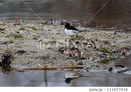 水辺のセキレイ科セグロセキレイ 水辺のセキレイ科セグロセキレイ 111657038