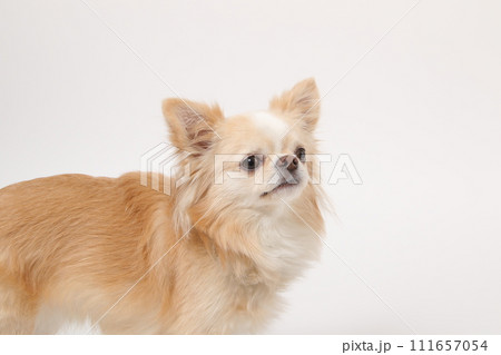 小型犬のチワワのドアップ顔 111657054