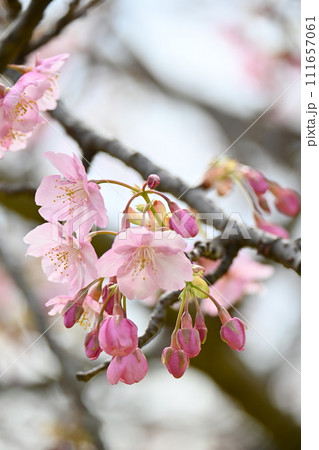 春の訪れを告げる河津桜 111657061