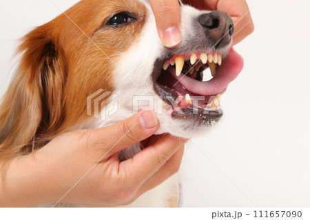 中型犬コーイケルホンディエの口の中 111657090