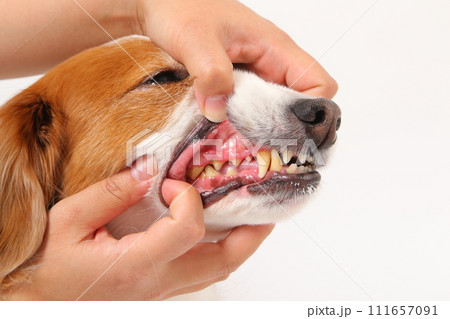 中型犬コーイケルホンディエの口の中 111657091