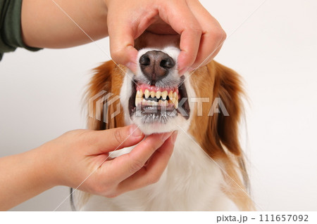 中型犬コーイケルホンディエの口の中 111657092