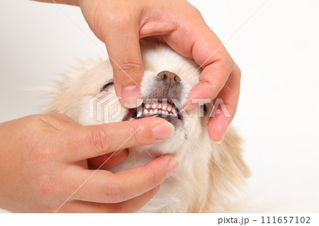 小型犬チワワの小さな犬歯と口の中 111657102