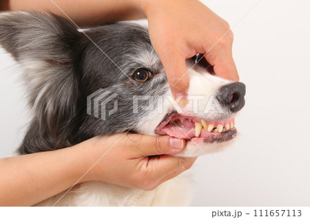 中型犬ボーダーコリーの歯並び 中型犬ボーダーコリーの歯並び 111657113