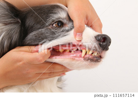 中型犬ボーダーコリーの歯並び 111657114