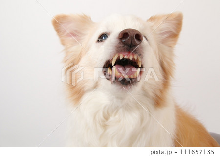 マズルに皺をよせて威嚇する中型犬ボーダーコリー マズルに皺をよせて威嚇する中型犬ボーダーコリー 111657135
