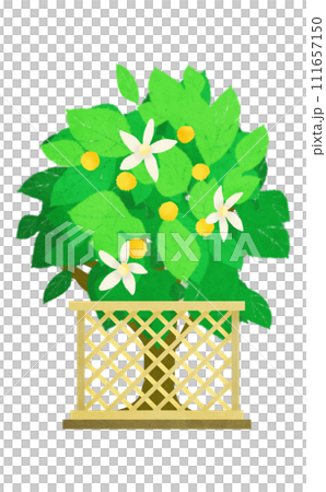 ひな祭りの橘の木のイラスト 111657150