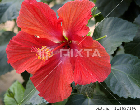 福岡市植物園の温室にあるハイビスカス　福岡県福岡市中央区小笹 111657166