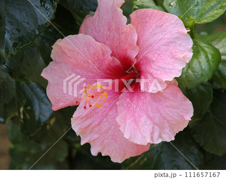 福岡市植物園の温室にあるハイビスカス　福岡県福岡市中央区小笹 111657167
