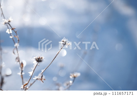 氷の花2 111657171