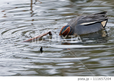冬鳥カモ科コガモ♂の採餌行動 冬鳥カモ科コガモ♂の採餌行動 111657204