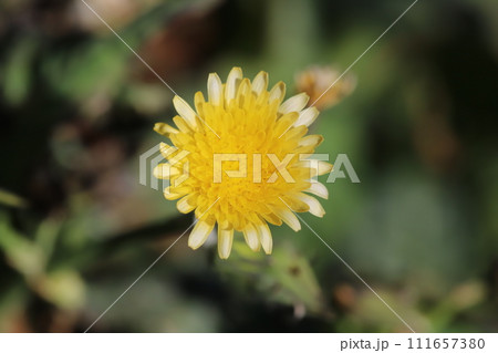 冬の道端に咲くオニノゲシの黄色い花 冬の道端に咲くオニノゲシの黄色い花 111657380