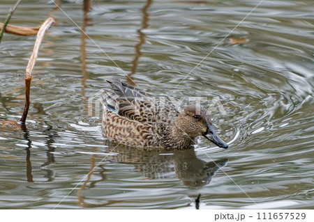冬鳥カモ科コガモ♀ 冬鳥カモ科コガモ♀ 111657529