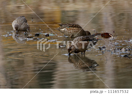 冬鳥カモ科コガモ♀の採餌行動 冬鳥カモ科コガモ♀の採餌行動 111657532