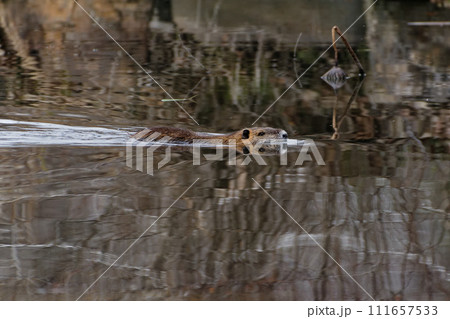 水面を移動する小型哺乳類ヌートリア 111657533
