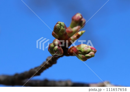 冬の庭に芽吹く桜のつぼみ 冬の庭に芽吹く桜のつぼみ 111657658
