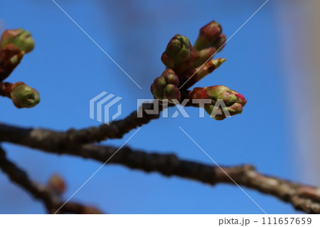 冬の庭に芽吹く桜のつぼみ 111657659