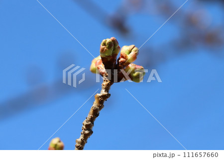 冬の庭に芽吹く桜のつぼみ 冬の庭に芽吹く桜のつぼみ 111657660