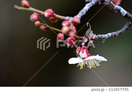 春を告げる梅の花 111657795