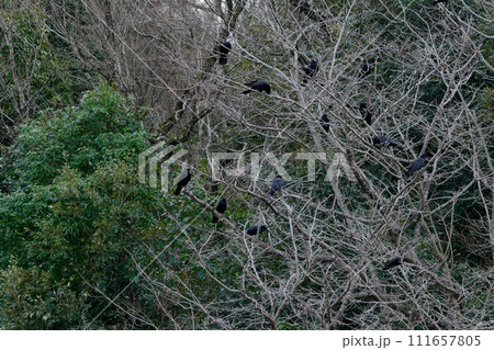 集団で枝に止まるカラス科ハシボソガラス 111657805