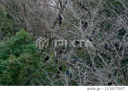 集団で枝に止まるカラス科ハシボソガラス 111657807