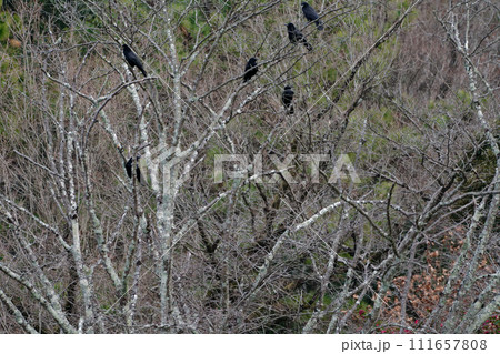 集団で枝に止まるカラス科ハシボソガラス 集団で枝に止まるカラス科ハシボソガラス 111657808