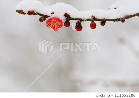 紅梅に積もる雪 111658106