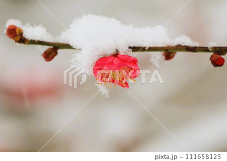 紅梅に積もった雪 111658125
