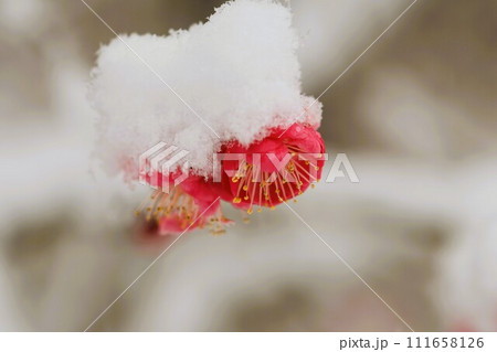 紅梅に積もった雪 紅梅に積もった雪 111658126