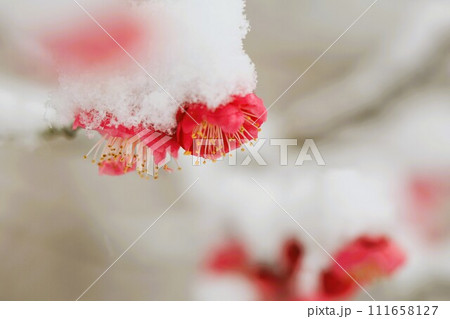 紅梅に積もった雪 紅梅に積もった雪 111658127