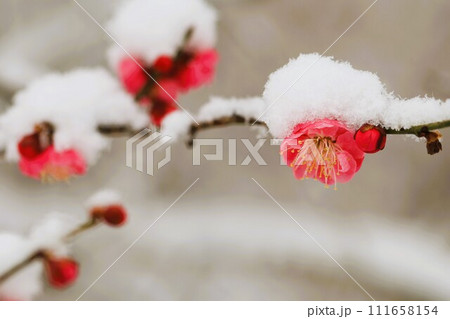 紅梅に積もった雪 紅梅に積もった雪 111658154