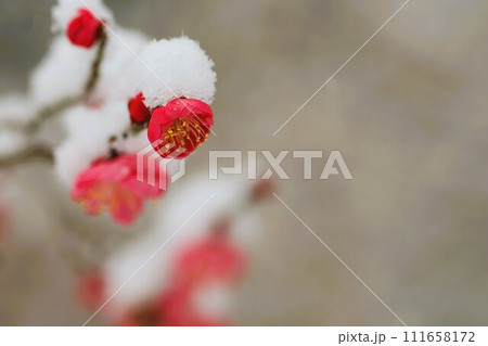 紅梅に積もった雪 111658172