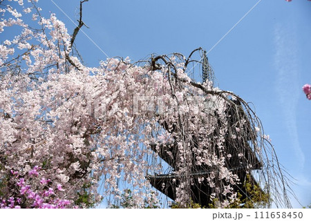 京都 春の御室仁和寺 五重塔と枝垂れ桜 京都 春の御室仁和寺 五重塔と枝垂れ桜 111658450