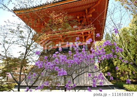 京都　春の御室仁和寺　鐘楼とツツジの花 111658857