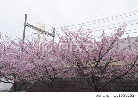三浦半島の三浦海岸の河津桜 三浦半島の三浦海岸の河津桜 111659252