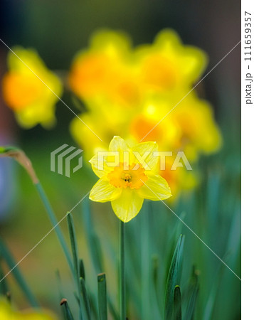 冬から春にかけて街角の花壇には黄色や白いスイセン咲きます 冬から春にかけて街角の花壇には黄色や白いスイセン咲きます 111659357
