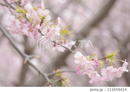 三浦半島の三浦海岸の河津桜 三浦半島の三浦海岸の河津桜 111659424