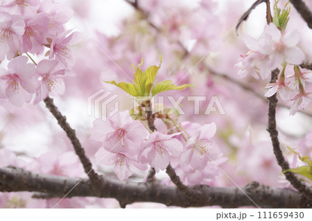 三浦半島の三浦海岸の河津桜 三浦半島の三浦海岸の河津桜 111659430
