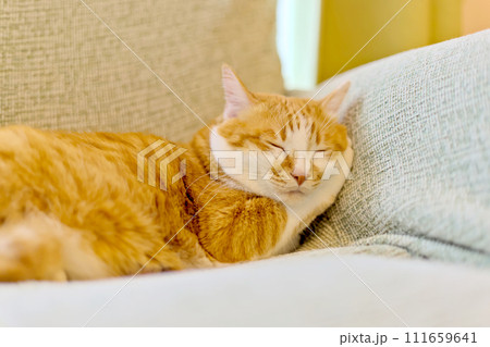 寝ている猫 111659641